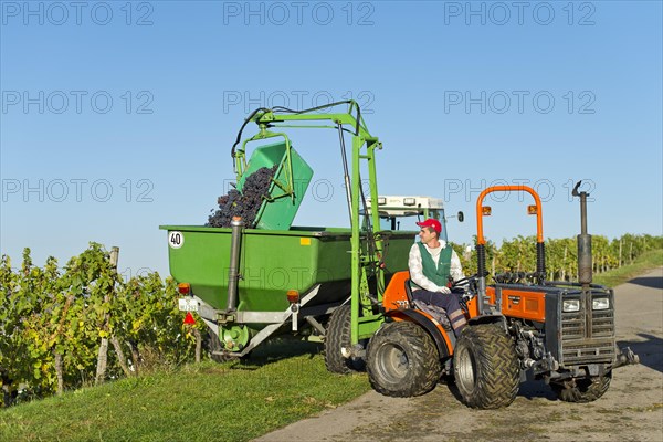 A small tractor is taking harvested grapes out of a vineyard