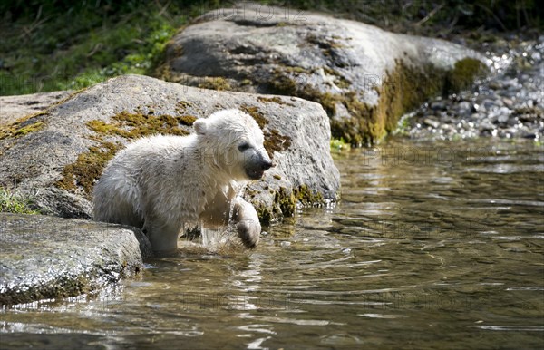 Polar Bear (Ursus maritimus)