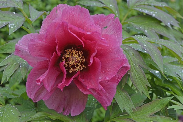 Tree Peony (Paeonia suffruticosa 'Leda')