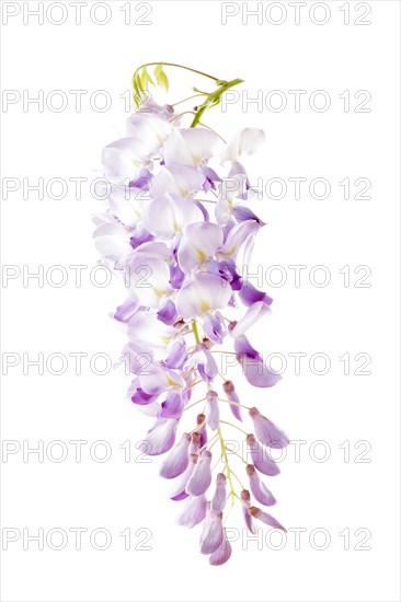 Wysteria (Wisteria)