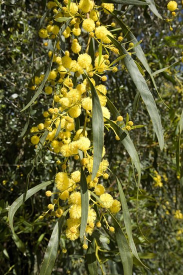 Coojong (Acacia cyanophylla)