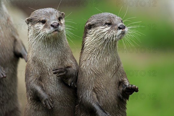 Two Oriental Small-clawed Otters (Amblonyx cinerea)