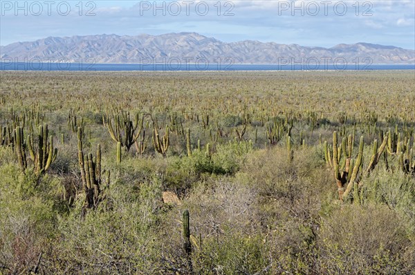 Cacti steppe with Cardon cacti