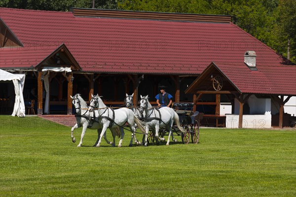 Csikos with a horse-drawn carriage