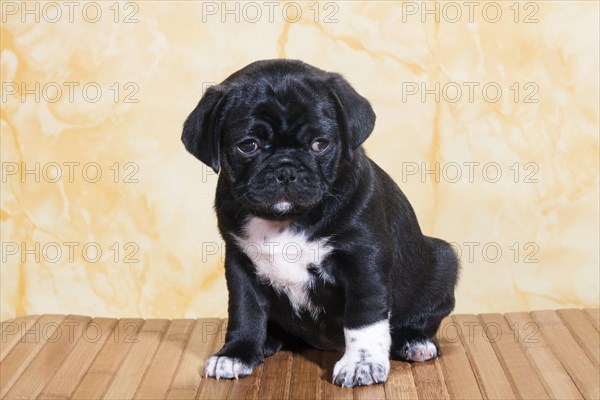 Pug