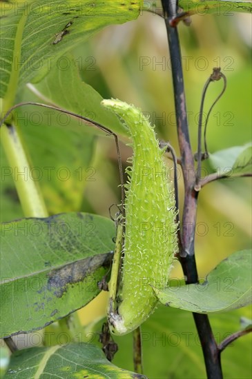 Common Milkweed