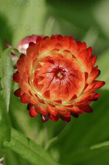 Golden Everlasting (Helichrysum bracteatum)