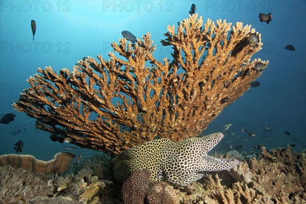Laced Moray (Gymnothorax favagineus) with its mouth wide open sitting beneath Acropora corals (Acropora sp.)