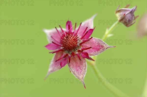 Marsh Cinquefoil (Potentilla palustris)