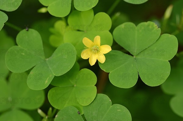 Yellow Woodsorrel