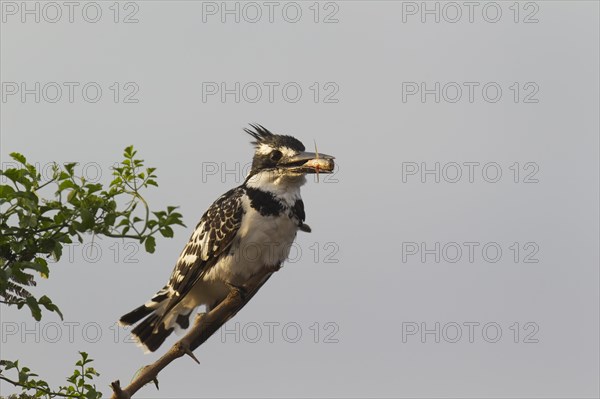 Pied Kingfisher (Ceryle rudis)