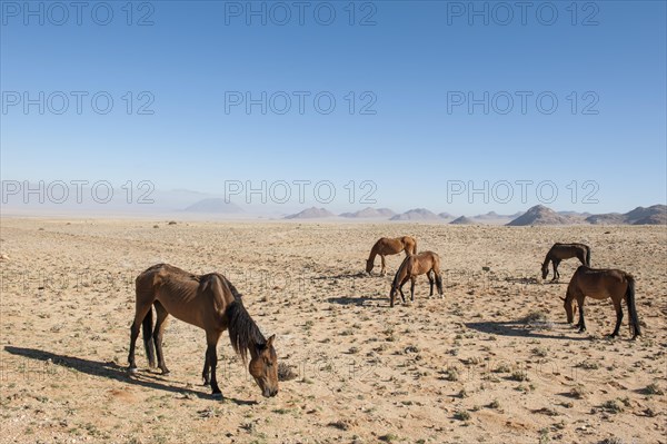 Wild horses in the Namib Desert