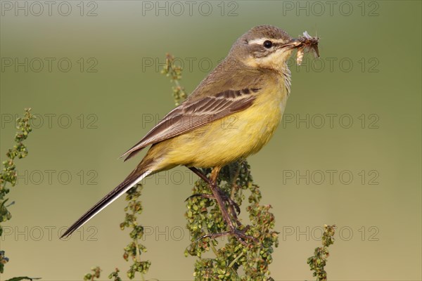 Western Yellow Wagtail (Motacilla flava) perched with prey