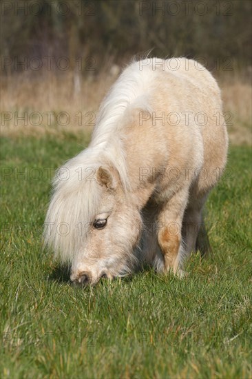 Mini Shetland Pony