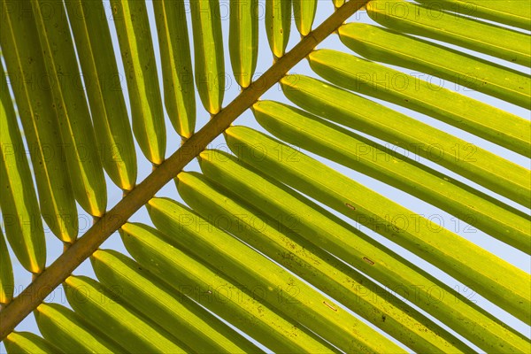 Structure of a green palm frond