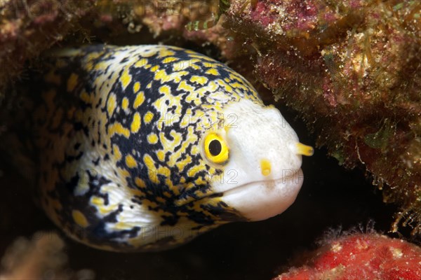 Snowflake Moray Eel (Echidna nebulosa)