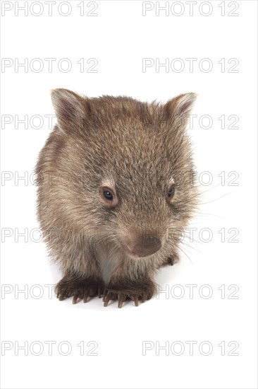 Common Wombat (Vombatus ursinus)