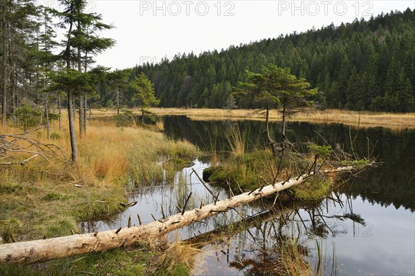 Dead tree