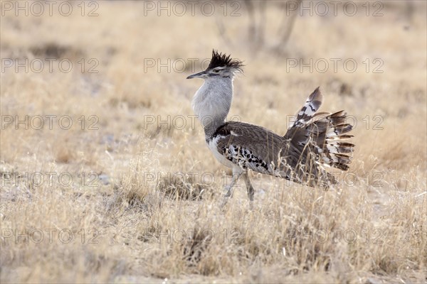 Kori Bustard (Ardeotis kori)