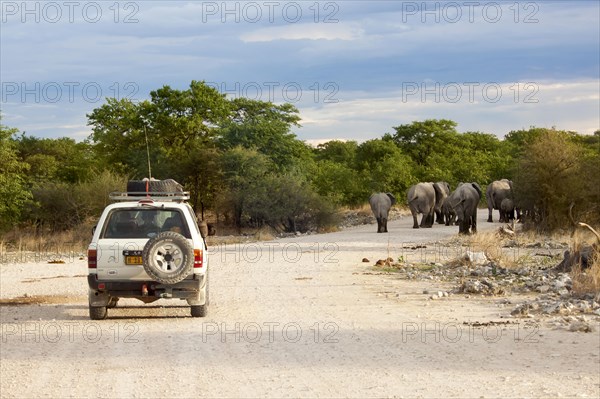African elephants (Loxodonta africana) on a road followed by a safari vehicle