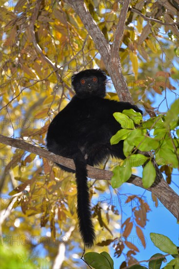 Perrier's sifaka (Propithecus perrieri)