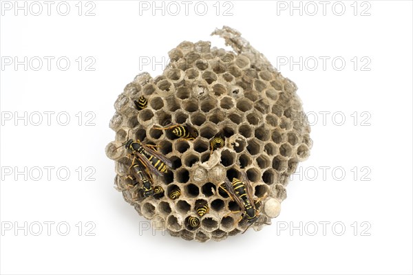 European Paper Wasp (Polistes dominula) nest and adult individuals caring for young