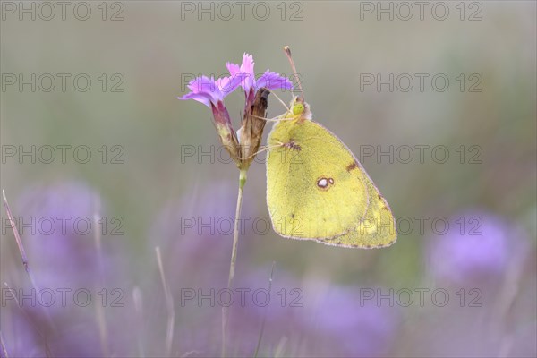 Pale Clouded Yellow (Colias hyale)