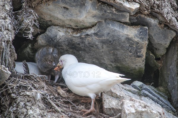 Snowy Sheathbill (Chionis alba)