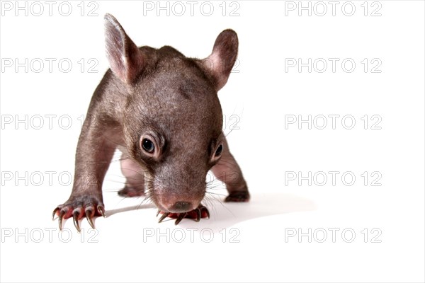 Common Wombat (Vombatus ursinus)