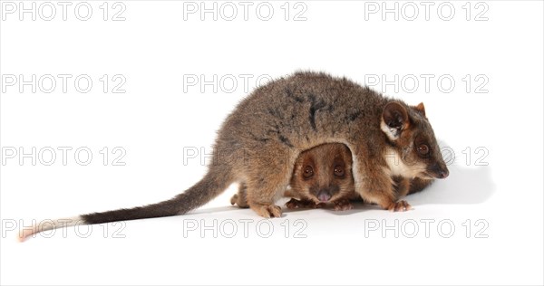 Common Ringtail Possums (Pseudocheirus peregrinus)