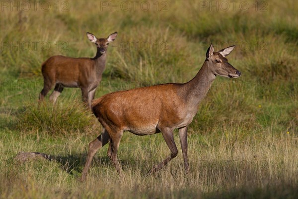 Red Deer (Cervus elaphus)