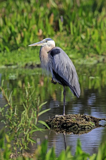 Great Blue Heron (Ardea herodias)