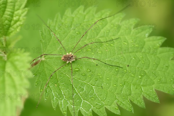 Harvestman (Rilaena triangularis)