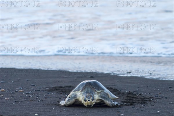 Olive Ridley Sea Turtle (Lepidochelys olivacea)