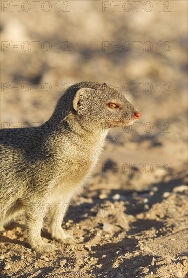 Slender Mongoose (Galerella sanguinea)