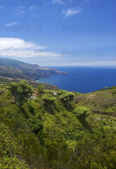 Canary Islands Dragon Tree (Dracaena draco)