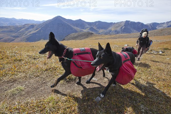 Two Alaskan Huskies as pack dogs