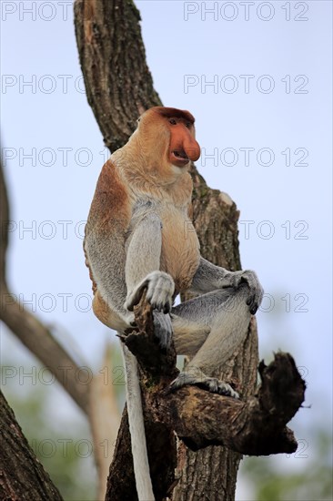 Proboscis Monkey (Nasalis larvatus)