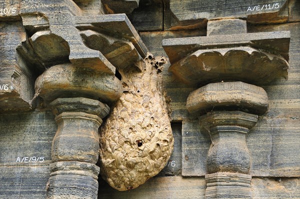 Nest of Hornets (Vespa tropica) at a temple