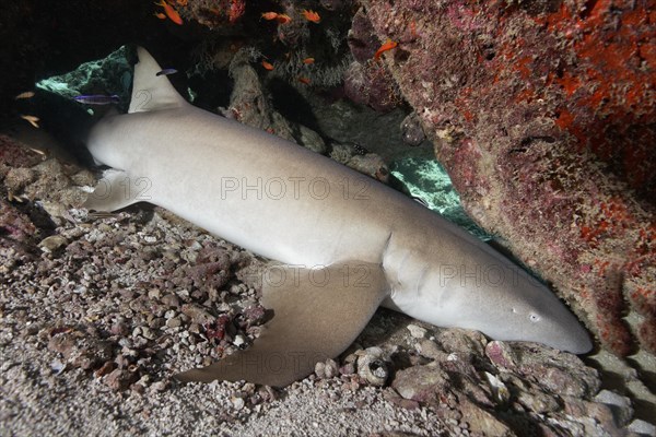 Tawny Nurse Shark (Nebrius ferrugineus)