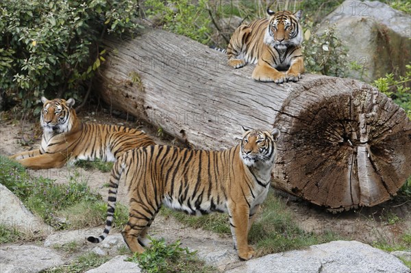 Indochinese tiger (Panthera tigris corbetti)