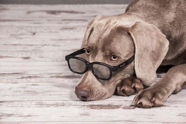 Weimaraner dog with glasses