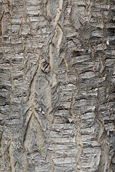 Trunk of a Canary Island Dragon Tree (Dracaena draco)