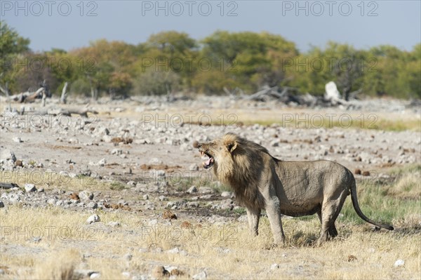 Lion (Panthera leo) sniffing the air