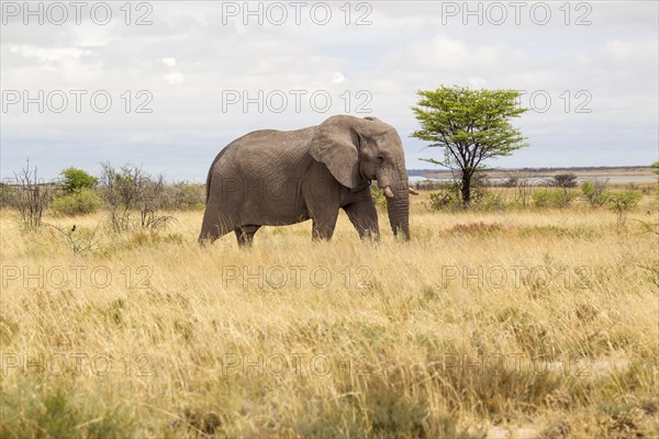 African Elephant (Loxodonta africana)