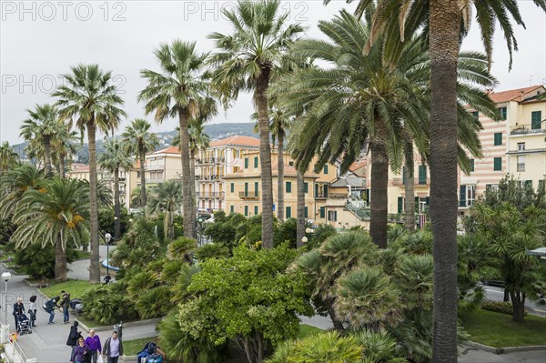 Beach promenade lined with palm trees