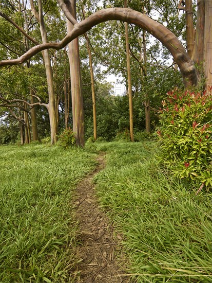 Eucalyptus forest