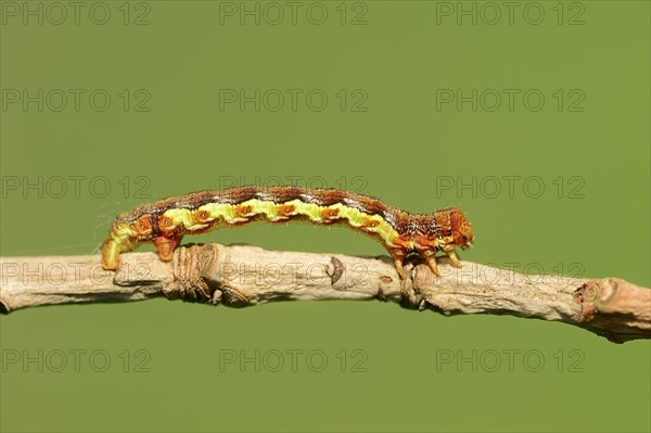 Caterpillar