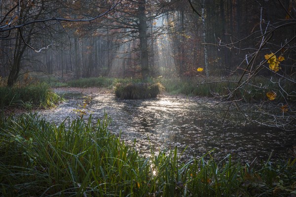 Forest pond