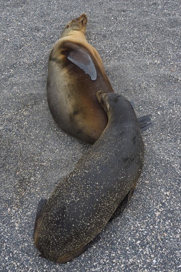 Galapagos Sea Lion (Zalophus californianus wollebaeki) pup suckling